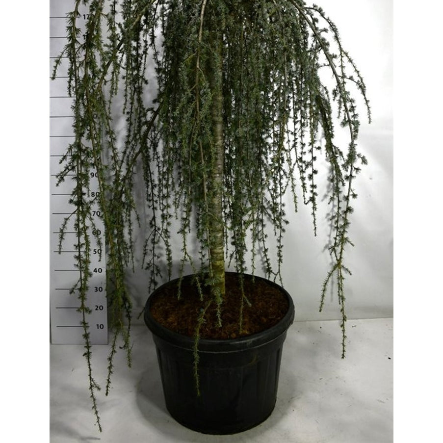 Atlasceder – Cedrus atlantica 'Glauca Pendula' - 120 CM Stem Cont.